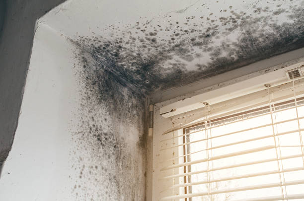 Affordable Bathroom Mold Removal solutions in Deerfield, MI